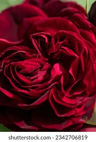 atemberaubende Rosa-Rosenblüte im Garten.   Makro – Stockfoto