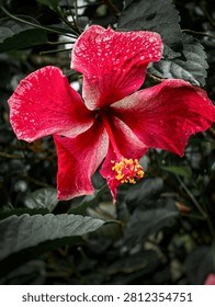 Stunning dramatic macro shot of a vibrant red hibiscus flower (Hibiscus rosa-sinensis) covered with fresh water droplets against a dark desaturated background.