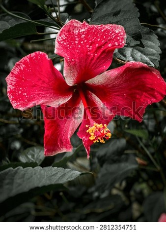 Stunning dramatic macro shot of a vibrant red hibiscus flower (Hibiscus rosa-sinensis) covered with fresh water droplets against a dark desaturated background.