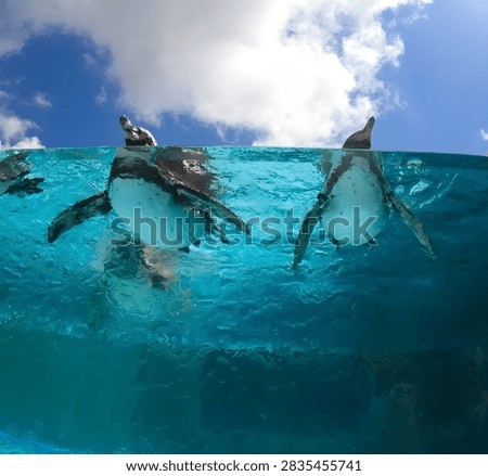 A stunning and dramatic over-under split shot capturing penguins diving gracefully through turquoise sea waters beneath bright blue skies and fluffy clouds.