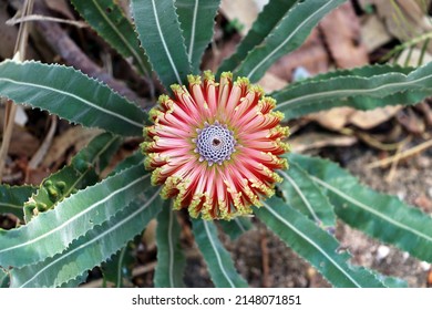 Stunning Dwarf Banksia Flower (Top View) Australian Native Flora