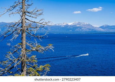 A stunning elevated panoramic view of Lake Tahoe, California Nevada, on a bright sunny day. A weathered, partially bare pine tree frames the left foreground, its bleached branches contrasting against the deep cobalt-blue waters of the lake. A speedboat cuts across the calm surface, leaving a crisp white wake trail. In the background, snow-capped Sierra Nevada mountains rise majestically beneath a vivid blue sky dotted with a few wispy clouds. The opposite forested shoreline stretches across the middle distance, creating a sense of vast wilderness depth and clarity. This image is ideal for travel, tourism, outdoor recreation, nature, and adventure-themed commercial projects.