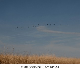 Stunning  Estonian coastline features reeds, tranquil waters, creating a peaceful coastal atmosphere. A natural habitat of coastal wildlife. - Powered by Shutterstock