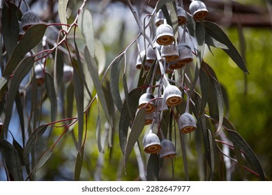 Stunning Eucalyptus Caesia, silver princess or gungurru, is a spectacular small weeping gum tree native to Western Australian mallee districts with silvery buds and bark. - Powered by Shutterstock