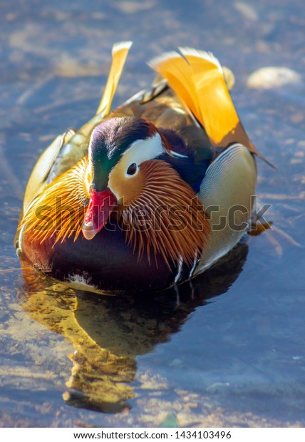 Stunning Exotic Male Mandarin Duck Burnaby Stock Photo Edit Now