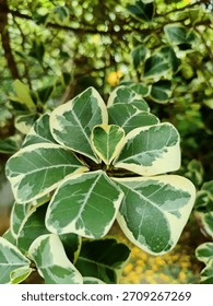A stunning Ficus triangularis, also known as the 'Triangular Ficus', showcasing its characteristic heart-shaped to triangular green leaves edged with creamy white variegation.
