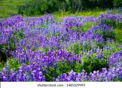 紫色の野生の花 Images Stock Photos Vectors Shutterstock