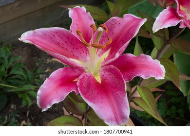 Stunning Florals From Lower Mainland Of BC, Canada