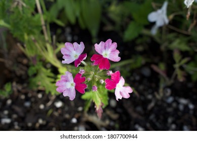 Stunning Florals From Lower Mainland Of BC, Canada