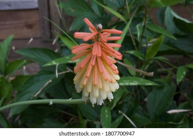 Stunning Florals From Lower Mainland Of BC, Canada