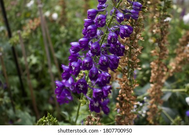 Stunning Florals From Lower Mainland Of BC, Canada