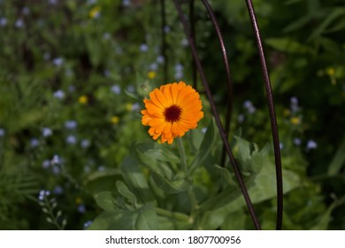 Stunning Florals From Lower Mainland Of BC, Canada