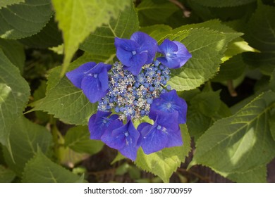 Stunning Florals From Lower Mainland Of BC, Canada