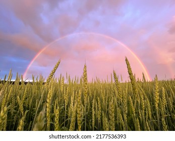 Stunning full rainbow in wheat fields with dramatic clouds in the middle of Europe. Spikelets of wheat. Rainbow in the village. Fantastic rainbow bubble in the fields of Europe
