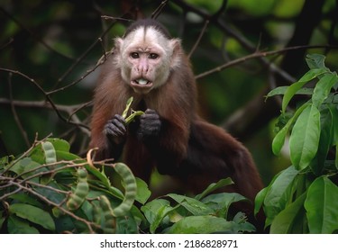 A stunning funny monkey eats a fruit extracted from a pod sitting in a green thicket