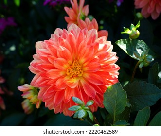 Stunning Garden Flower With Vibrant Orange Petals. Dahlia Flower Head In Beautiful Display.