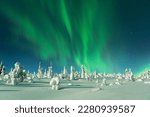 Stunning greenish Northern lights over snow-covered trees and white landscape during a full moon in Riisitunturi National Park, Lapland