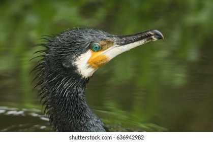 A stunning head shot of a Cormorant (Phalacrocorax carbo).
