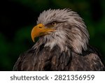 Stunning headshot of a bald eagle