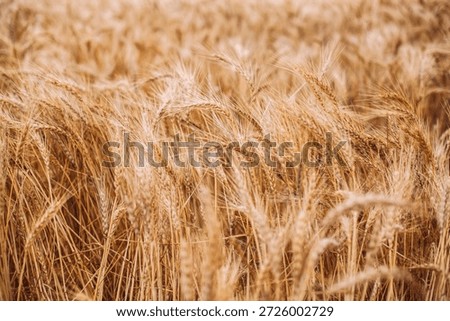 A stunning, high-angle close-up capturing a vast field of ripe, golden barley or wheat swaying gently. The image showcases the intricate detail of the grain ears and long awns, illuminated by soft, warm sunlight that emphasizes the rich textures and amber hues of the crop. This scene evokes a sense of late summer abundance and the peak of the harvest season. The shallow depth of field creates a beautiful bokeh effect in the background, making it an ideal choice for themes related to organic farming, agricultural industry, bread production, and rural landscapes. Perfect for use in culinary marketing, sustainability reports, or as a serene natural background for various design projects.