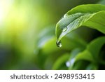 A stunning, high-resolution macro photo of a fresh green leaf