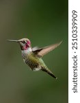 Stunning Anna’s hummingbird mid flight