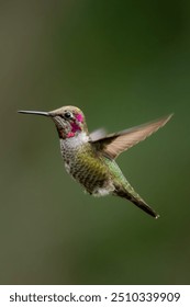 Impresionante colibrí de Anna en pleno vuelo