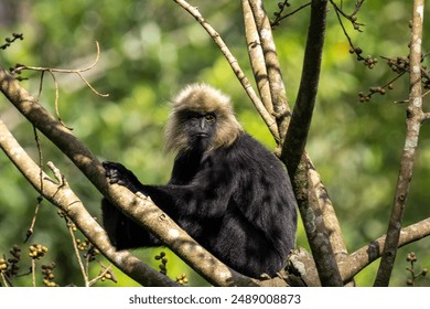 Stunning image of a Nilgiri langur (Trachypithecus johnii) in its natural habitat in the Western Ghats of India. This endangered primate, with its distinctive black fur and expressive eyes, is capture