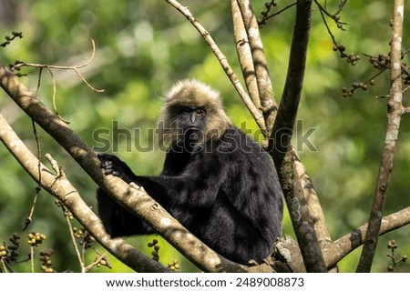 Stunning image of a Nilgiri langur (Trachypithecus johnii) in its natural habitat in the Western Ghats of India. This endangered primate, with its distinctive black fur and expressive eyes, is capture