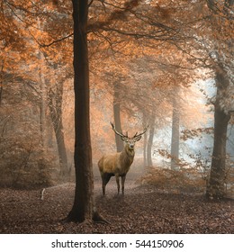 Stunning image of red deer stag in foggy Autumn colorful forest landscape image - Shutterstock ID 544150906
