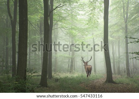 Stunning image of red deer stag in foggy Autumn colorful forest landscape image