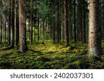 Stunning Image of Towering, Verdant Trees in a Forest