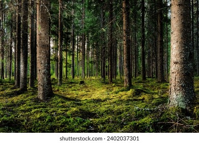 Stunning Image of Towering, Verdant Trees in a Forest - Powered by Shutterstock