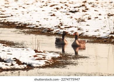 A stunning image of two geese on a lake surrounded by snow covered fields - Powered by Shutterstock