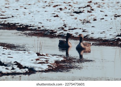 A stunning image of two geese on a lake surrounded by snow covered fields - Powered by Shutterstock