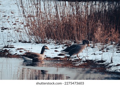 A stunning image of two geese on a lake surrounded by snow covered fields - Powered by Shutterstock