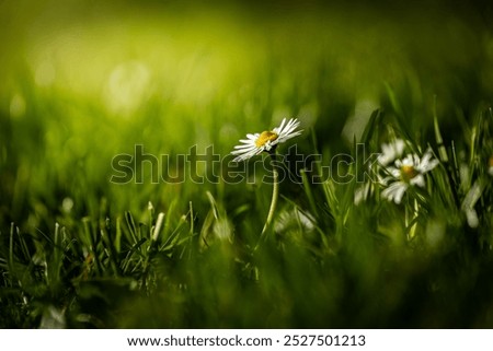 Similar – little flower Environment