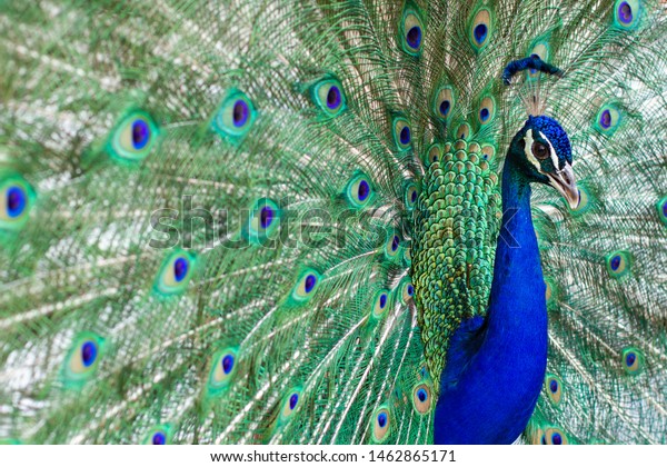 緑の羽の上に青い目を見せる 開いた羽を持つ美しいインドの雄の孔雀 の写真素材 今すぐ編集