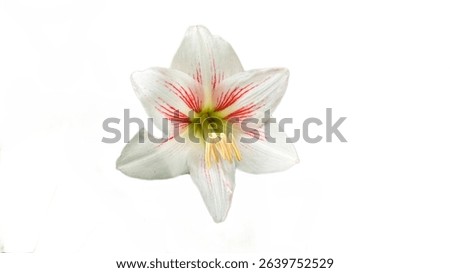 Stunning isolated Amaryllis flower with delicate white petals featuring vivid red striations and prominent yellow stamens, set against a clean, white backdrop.