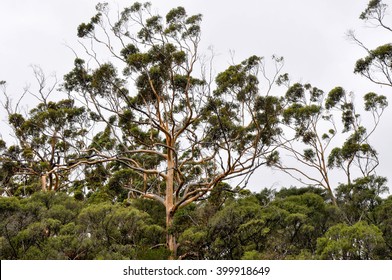 Stunning Karri Trees In The Margaret River Region Of Western Australia/Tall Karri/Western Australia Flora