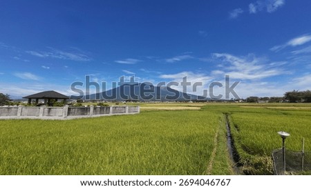 Stunning landscape of Mount Marapi volcano overlooking lush green rice paddy fields in Agam, West Sumatra, Indonesia. A serene view of agriculture and nature.