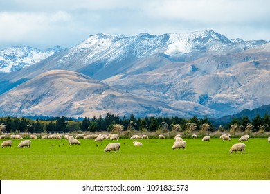A stunning landscape scene of the agriculture in a rural area in New Zealand with a flock of sheep on a green grassland in the cloudy day.