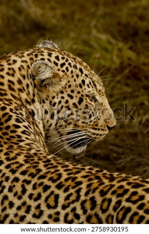 Stunning leopard close up portrait
