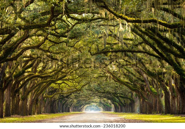 A stunning, long path lined with ancient live oak trees\
draped in spanish moss in the warm, late afternoon near Savannah,\
Georgia. 