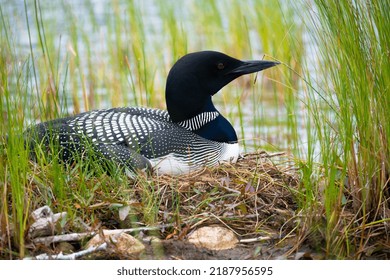 Stunning Loon Mother In Her Nest.