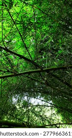 A stunning low angle view of dense bamboo trees with vibrant green leaves forming a natural canopy overhead. The perspective emphasizes height, depth, and the serene beauty of a tropical forest.