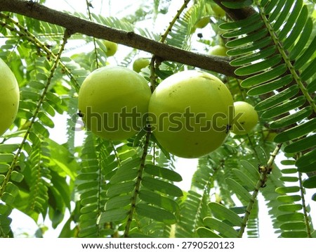 A stunning low-angle close-up capturing two large, perfectly round Indian gooseberry fruits (Phyllanthus emblica) hanging naturally from a woody branch amid delicate feathery leaves in Dhaka, Bangladesh. The pale yellow-green fruits display smooth, glossy skin with characteristic subtle segmentation lines visible across their surface. The intricate feather-like pinnate leaves of the Amla tree create a beautifully layered natural frame around the fruits, with soft diffused daylight filtering through the canopy above. A smaller third fruit is visible in the background, adding natural depth and abundance to the composition. Photographed at an outdoor garden in Dhaka, this image represents the rich botanical heritage of South Asian medicinal fruit cultivation. Ideal for Ayurvedic, herbal medicine, nutrition, food, and tropical botanical projects.
