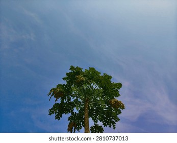A stunning low-angle view of a papaya tree stretching towards a bright blue sky. The lush green foliage forms a captivating canopy, capturing the serene beauty of nature and the tropical essence of this iconic plant.