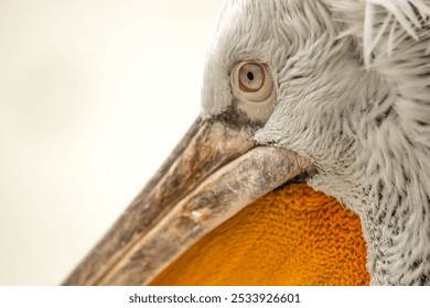 Stunning Macro Close Up from Dalmatian Pelican bird head, eye and beak - Powered by Shutterstock