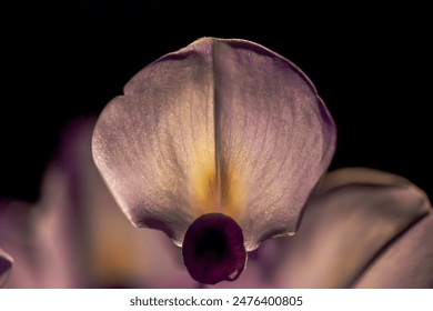 A stunning macro photo capturing the delicate beauty of a flower in low light, highlighting its intricate details and elegant petals. - Powered by Shutterstock